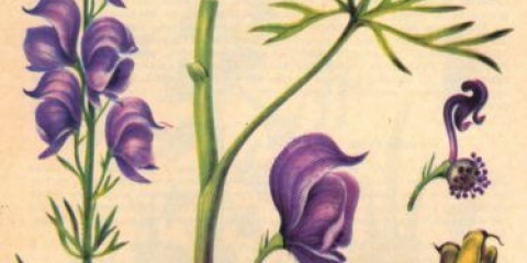 Kovrčavi akonit: fotografija i opis